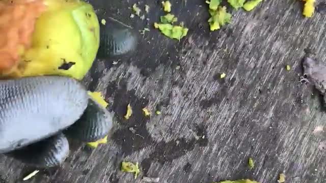 peeling a walnut