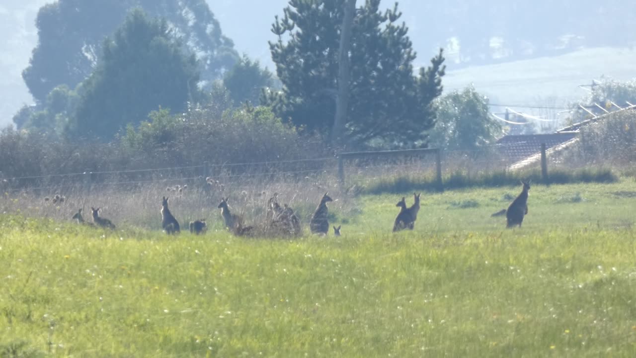 kangaroos Australia