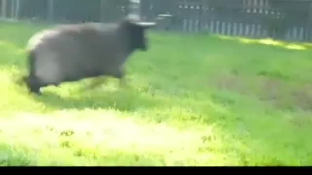 Goat fight but hilarious one😆