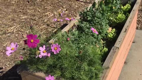 Honey Bee working a Cosmos in February. Short.