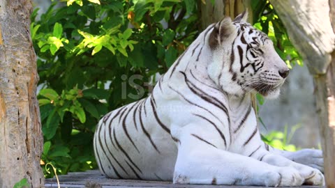 Wild adult white bengal tiger in natural habitat.