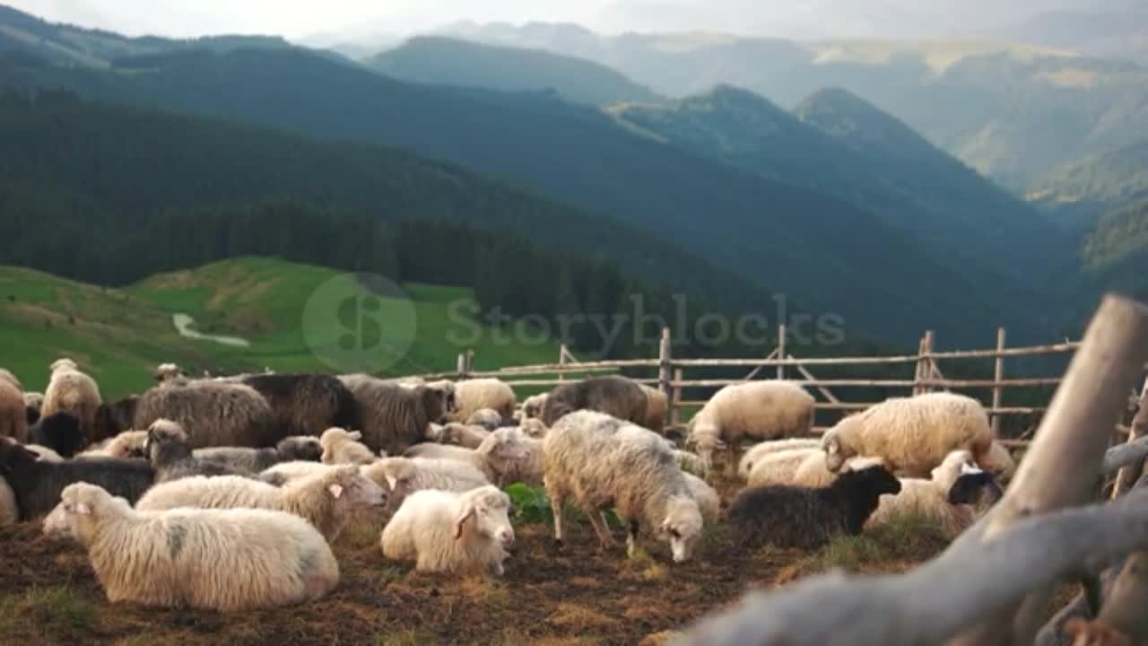 Flock of sheep on green meadow on mountain background