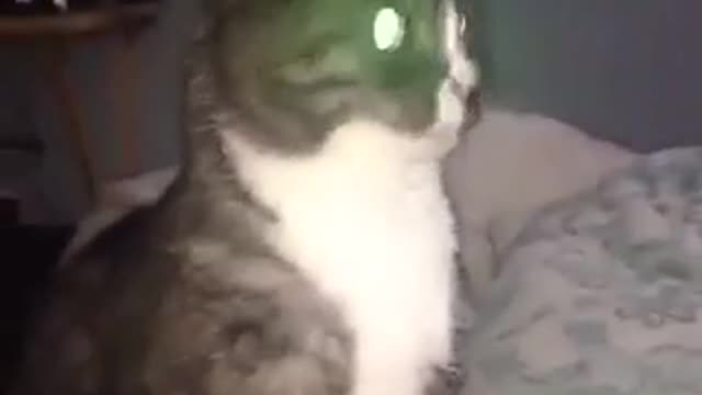 Cat bobs head to rock song