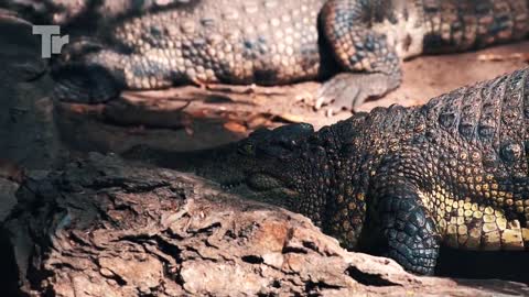 Crocodiles prey on other animals