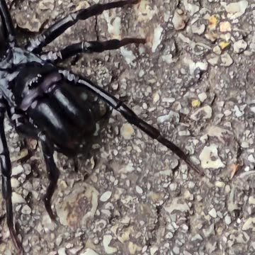 A beautiful wallpaper spider a small species of tarantula / beautiful black spider in the wild.