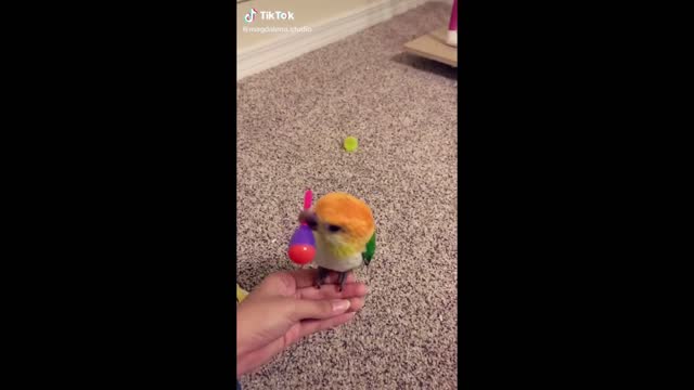 Cute and Funny Parrots Videos Compilation