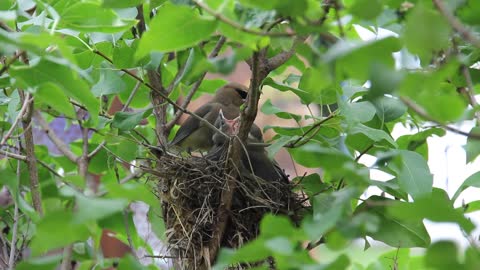 Mother birds feed little one