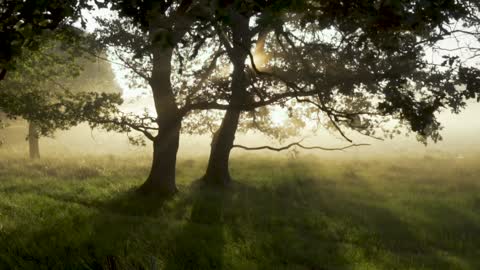 Forest Woods Mystical Morning Fairytale Sunlight