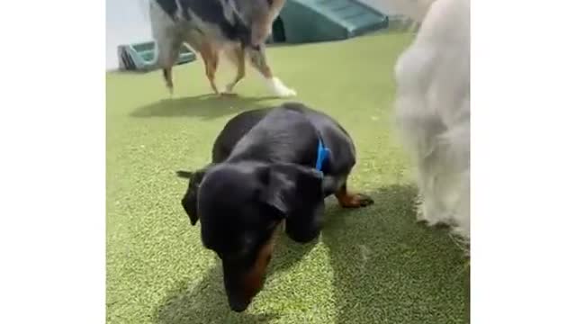 Dogs at daycare that were named perfectly