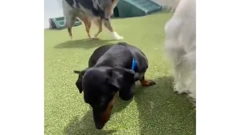 Dogs at daycare that were named perfectly