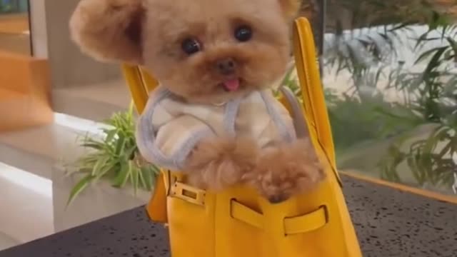 Cute Puppies