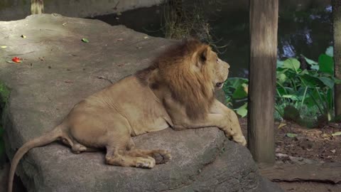 The lion is taking the shade by the water, the guardian's own territory