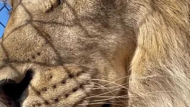 Have you ever felt a lion up close?