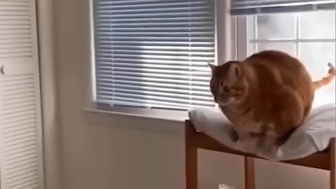 Funny Animals Reaction 🤣