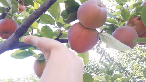 Apple tree in the garden