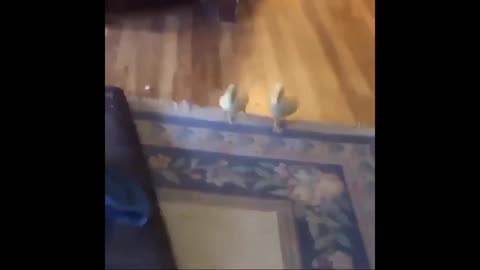 funny animal videos with their owners