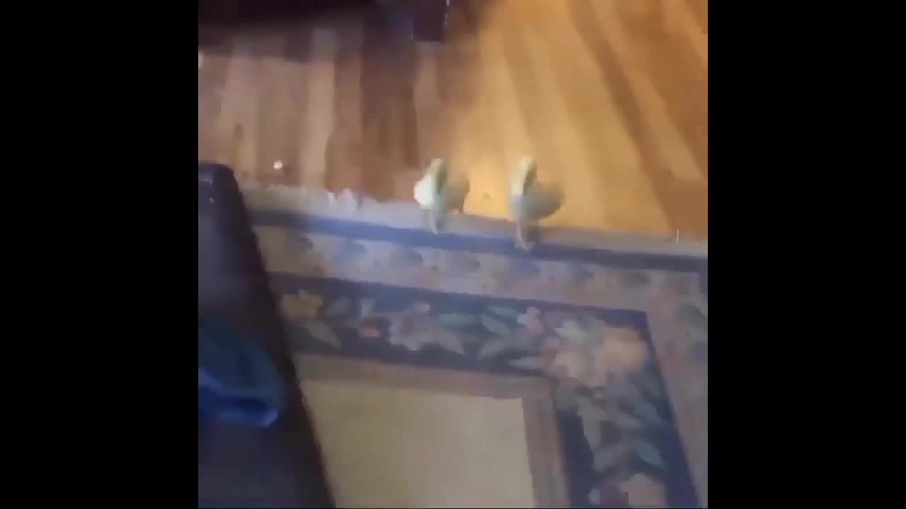funny animal videos with their owners