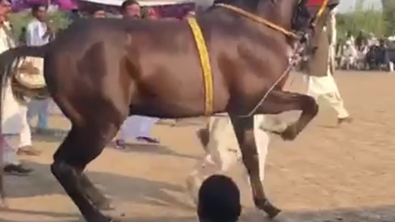 Horse Dance-Amazing