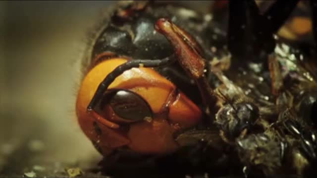 Attacking Asian hornet but killed