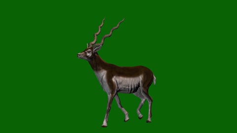 green keying running compound animal antelope