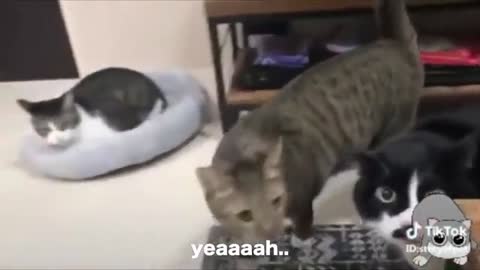 Cats talking !! These cats can speak English better than human