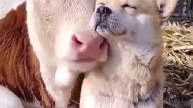 Strange Friendship
