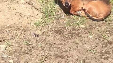 Deer wants to check out little dog