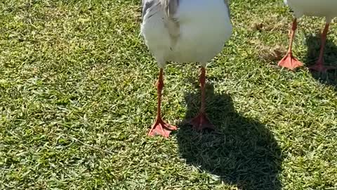 Bird with Severe Neck Injury Still Tries to Eat Fry
