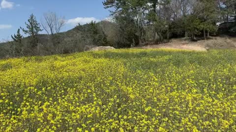 rape flowers swaying in the wind 2