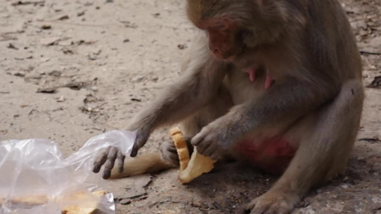 Funny &. Cute Monkey Eating Cookies