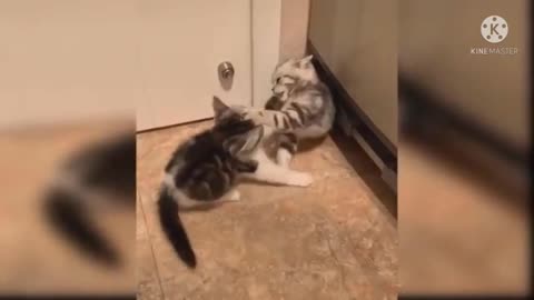 Baby cat fight,cute cat