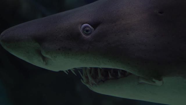 LA Nature et les Animaux/requin blanc