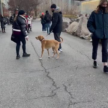 funny|prank|jokes|funny jokes|dad jokes|funny memes|funny video|fun|laughing|funny animal|knock