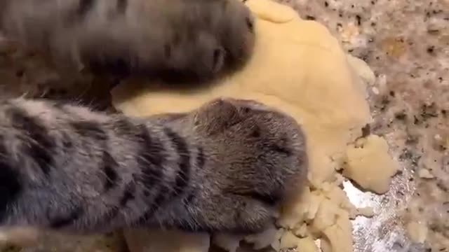 Cat making snacks