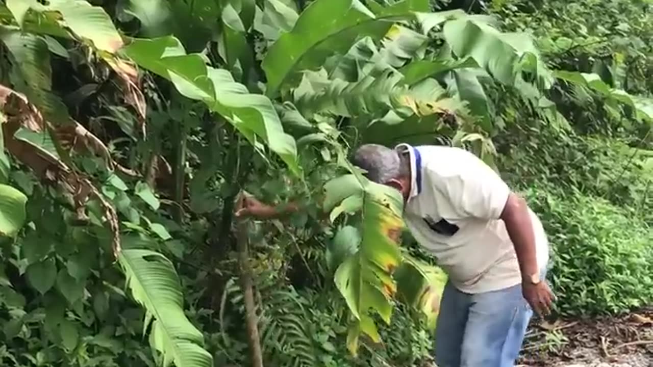 Man Helps Sloth