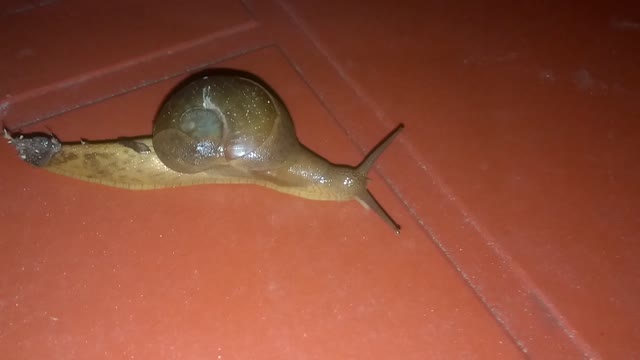 snail - beautiful snail