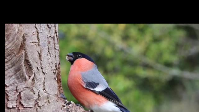 CUTE birds eating