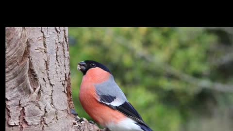 CUTE birds eating