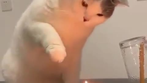 The funny cat wants to off out the candle with his hand, he is very scared.