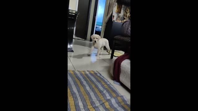 Smart puppy at home & funny playing