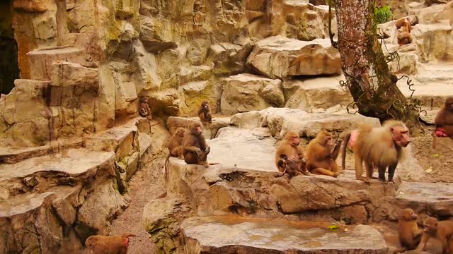 Monkey Enjoying At A Zoo So Cute Monkey Video