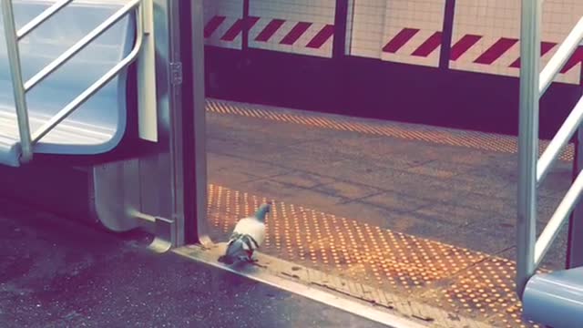 Pigeon sick of the mta just like the rest of us