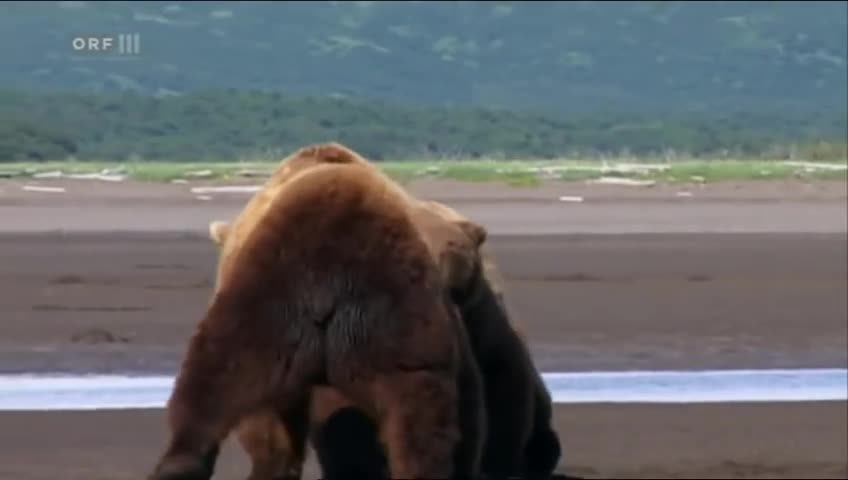 Serious confrontation of male Alaska Brown Bears