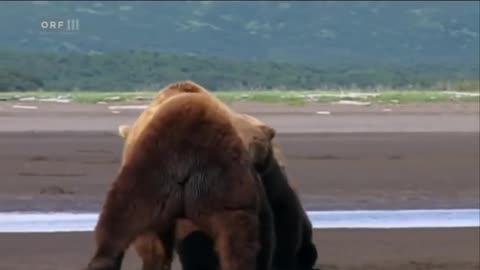 Serious confrontation of male Alaska Brown Bears