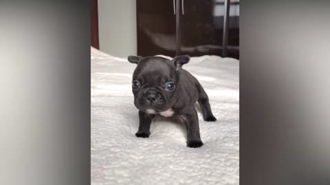 Cute Puppy Videos Compilation