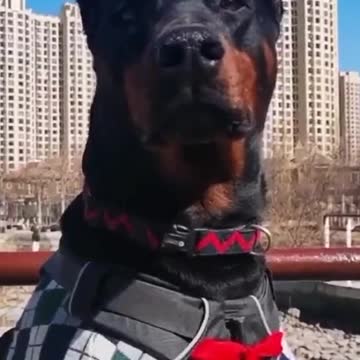 Dog and credit to dogs🐕🐕