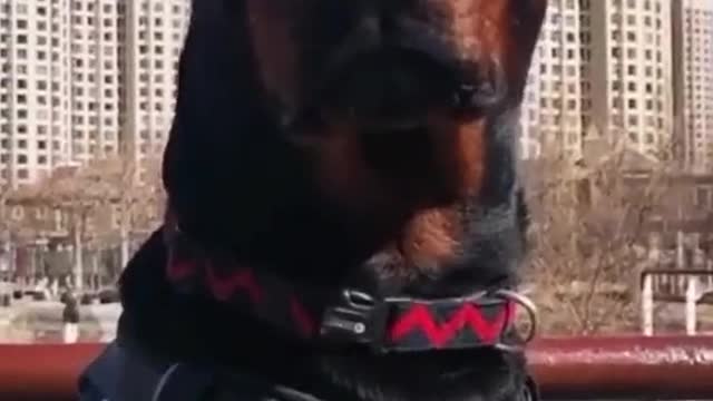 Dog and credit to dogs🐕🐕