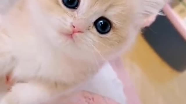The big ears of the kitten "Mimi"