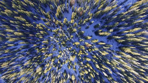 Drone Flying Over Snow Covered Pine Trees.