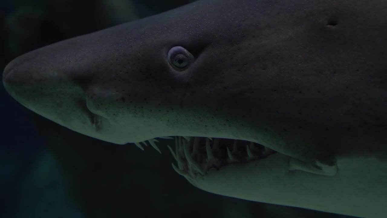 a Shark with sharpe teeth